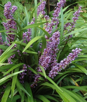 Liriope muscari 'Ingwersen'