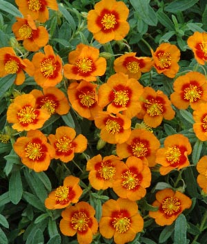 Helianthemum hybride 'Ben Heckla'