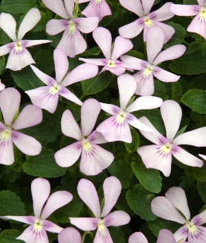 Viola corn. 'Victoria's Blush'