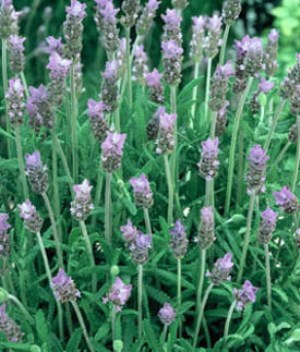 Lavandula dentata 'Royal Crown'