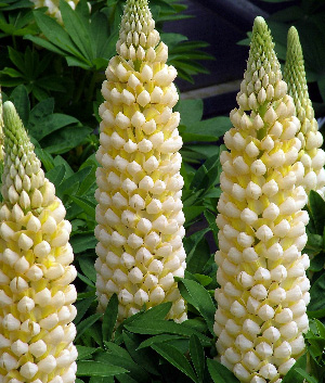 Lupinus 'Ivory Chiffon' ®