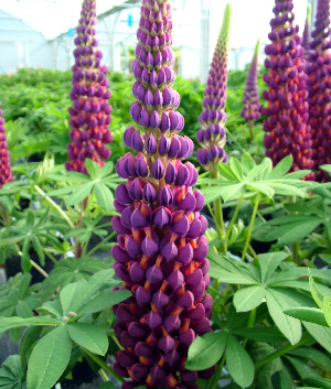 Lupinus 'Masterpiece' ®