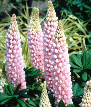 Lupinus 'Blossom' ®