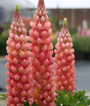 Lupinus 'Chameleon' ®