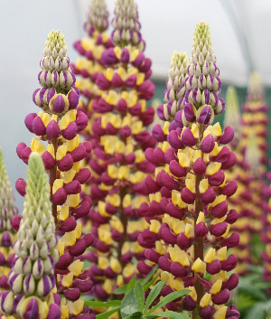 Lupinus 'Manhattan Lights' ®