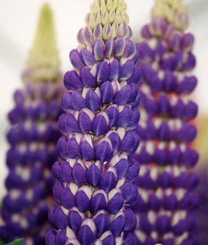 Lupinus 'Persian Slipper' ®