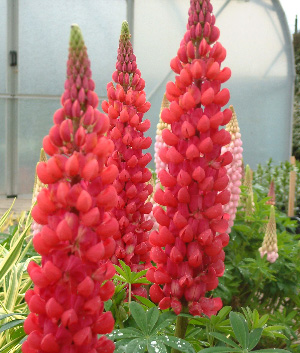 Lupinus 'Red Rum' ®