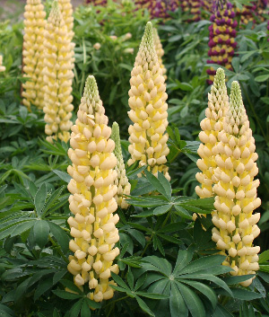 Lupinus 'Saffron' ®