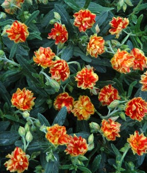 Helianthemum hybride 'Birch Double'