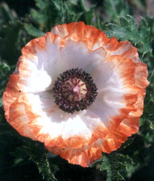 Papaver orientale 'Pinnacle'