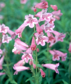 Penstemon 'Hidcote Pink'