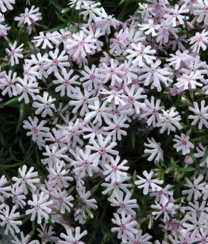 Phlox biffida 'Petticoat'