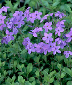 Phlox stolonifera 'Purpurea'