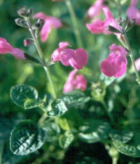 Salvia microphylla 'Pink Beauty'