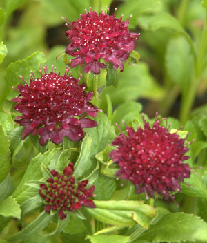 Scabiosa 'Chile Black'