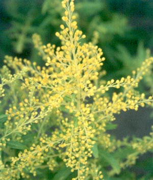 Solidago 'Golden Mosa'