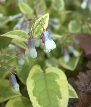 Symphytum grandiflorum 'Goldsmith'