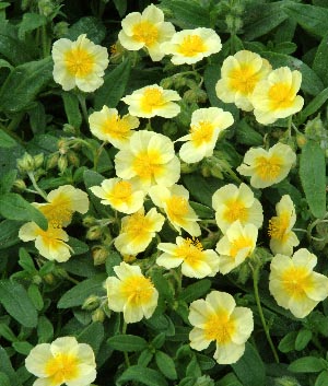 Helianthemum hybride 'Cornish Cream'