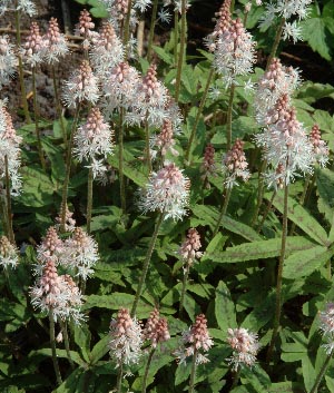 Tiarella 'Tiger Stripe' ®