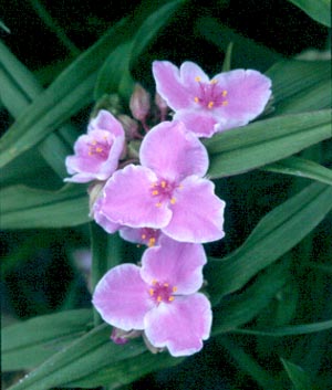 Tradescantia 'Pink Chablis'