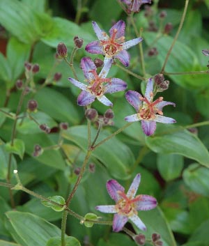 Tricyrtis 'Taiwan Adbane'