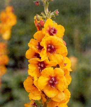 Verbascum densiflorum