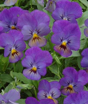 Viola corn. 'Blue Molly'