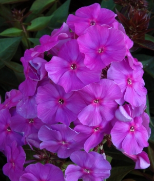 Phlox pan. 'Amethyst'