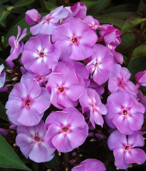 Phlox pan. 'Blue Boy'