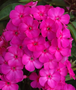 Phlox pan. 'Border Gem'