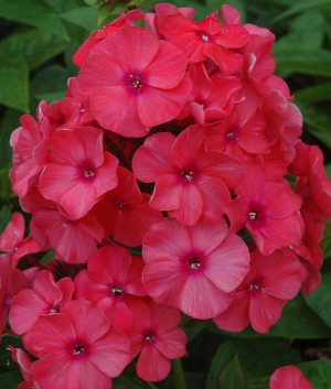 Phlox pan. 'Brigadier'