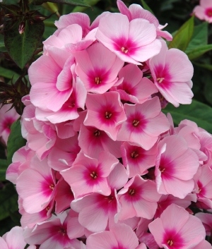 Phlox pan. 'Bright Eyes'