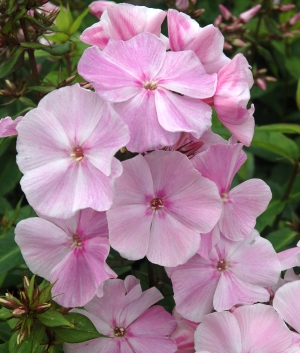 Phlox pan. 'Elisabeth Arden'