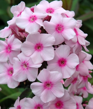 Phlox pan. 'Europa'