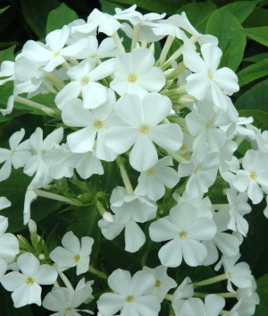 Phlox pan. 'Fujiyama'