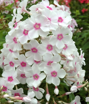 Phlox pan. 'Graf Zeppelin'