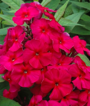 Phlox pan. 'Kirchenfürst'