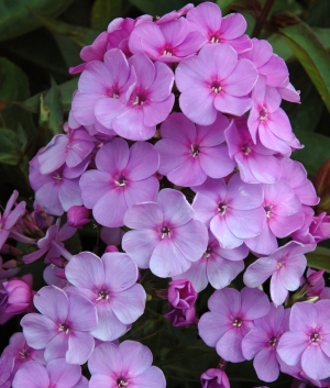 Phlox pan. 'Lilac Time'