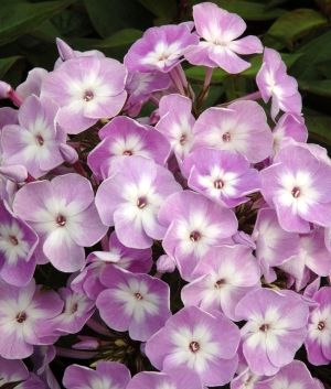 Phlox pan. 'Miss Kelly'