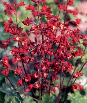 Heuchera brizoides 'Scarlet Flame'