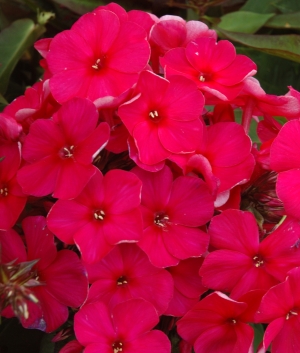 Phlox pan. 'Newbird'