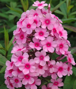 Phlox pan. 'Miss Pepper'