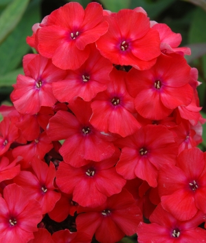 Phlox pan. 'Orange Perfection'