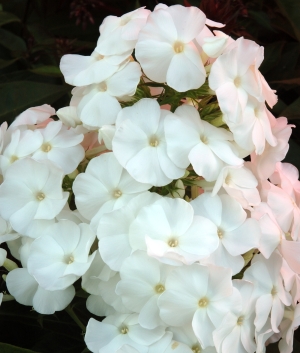 Phlox pan. 'Rembrandt'