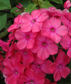 Phlox pan. 'Rijnstroom'