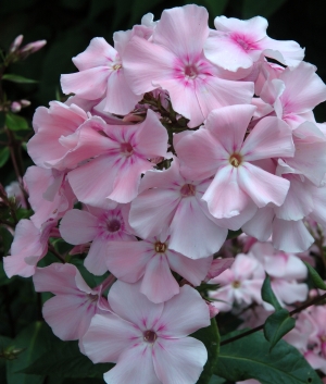 Phlox pan. 'Rosa Pastel'