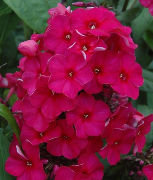 Phlox pan. 'Septemberglut'