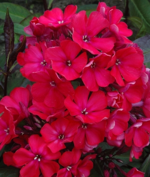 Phlox pan. 'Starfire'