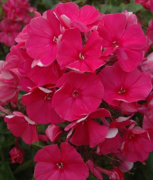 Phlox pan. 'Tenor'