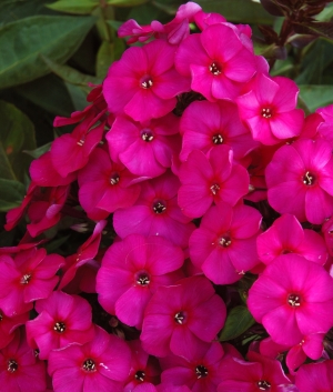 Phlox pan. 'The King'